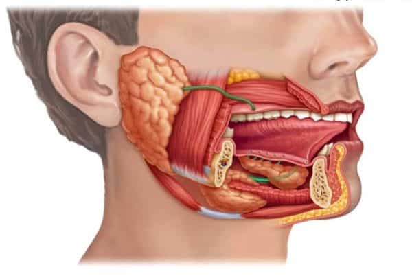 /جراحة الغدد اللعابية